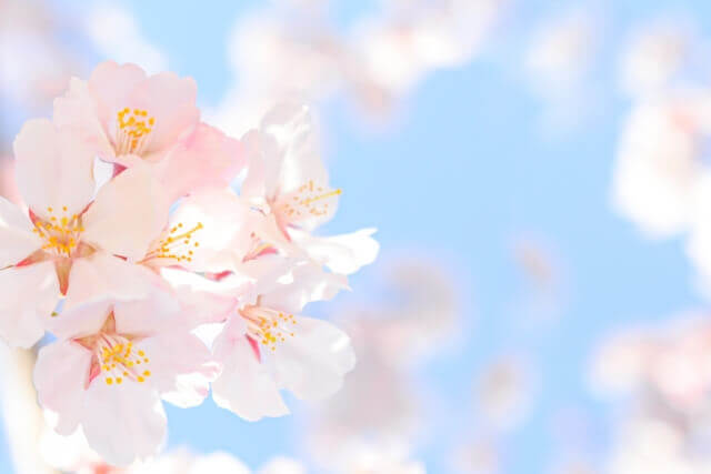 桜の花のイメージ画像